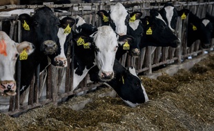 Un élevage bovins dans le Michigan, le 9 avril 2020.