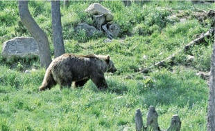 Selon le rapport de l'équipe technique ours, 19 plantigrades vivent dans les Pyrénées.