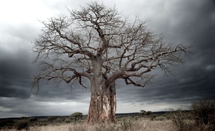Les plus vieux baobabs d'Afrique se meurent selon une étude.