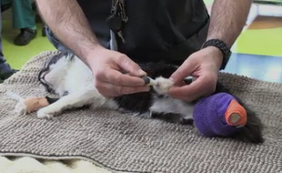 En Bulgarie, un vétérinaire a rendu sa mobilité à un chat privé de ses deux pattes arrière grâce à une greffe de pattes artificielles.