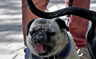 La planète compte un milliard de chiens, pour la plupart ni de pure race ni croisés. Ils appartiennent plutôt à un groupe canin géographiquement étendu et génétiquement diversifié appelé des chiens de village ou de rue