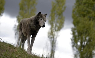 Un loup du parc Fauna Films, le 18 septembre 2013 à Villemer, en Seine-et-Marne