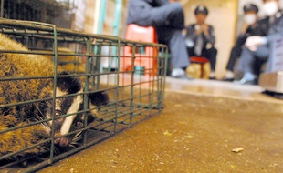 Une civette dans une cage, espèce soupçonnée d'être à l'origine de l'épidémie de coronavirus en Chine en 2003.