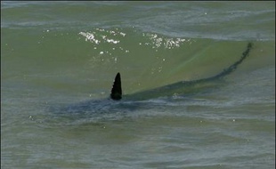Des plongeurs sous-marins de l'Aquarium de Barcelone tentaient lundi de capturer un requin apparemment égaré depuis quelques jours le long de la plage de Tarragone (nord-est de l'Espagne), où la baignade a été interdite.