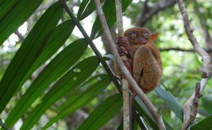 Le tarsier des Philippines est l'un des plus petits primates au monde. Les touristes affluent pour l'observer dans la forêt tropicale, sans se douter qu'en l'approchant, ils angoissent ce mammifère nocturne et peuvent le pousser au suicide.