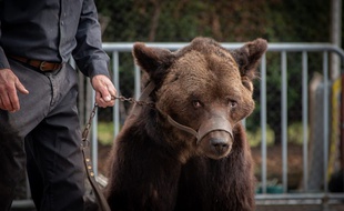 Spectacle de montreur d'ours à Racquinghem.