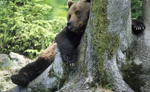 Un ours brun au réveil. Illustration.