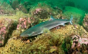 L’aiguillat commun est une espèce de petit requin très prisé pour la consommation