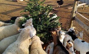 Des moutons et des chèvres dévorent un arbre de Noël, à la ferme de Sévy.