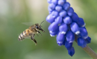 L'Ipbes, l'équivalent du Giec mais sur la biodiversité, s'apprête à dévoiler à Paris le premir rapport depuis 2005 sur l'état mondial de la biodiversité et des services écosystémiques.