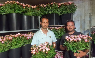 Julien (à g.) et Antoine Fernandez au milieu des premières pivoines stockées sur leur site des Fleurs du Péras à Mauguio, près de Montpellier.