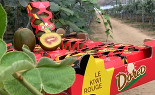 La première production de kiwis rouges de France, pousse sous des serres photovoltaïques dans le Lot-et-Garonne.