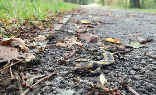 Une salamandre écrasée, ici à la Prévalaye, à Rennes.