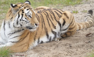 Un tigre dans un zoo (illustration).