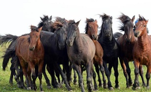 Des chevaux huçuls, dans des prés sauvages, près d'Odrzychowa, dans le sud-est de la Pologne, le 8 octobre 2014