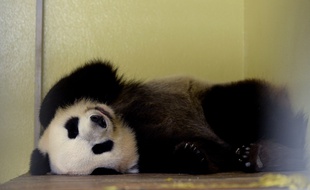 La femelle panda Huan Huan au zoo de Beauval le 25 juillet dernier.