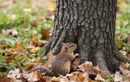 Ce geste anti-rongeurs à réaliser en octobre sauve vos arbres fruitiers des attaques tout l’automne