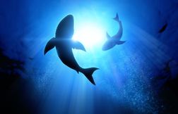 Les secrets de reproduction du grand requin blanc