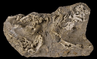 Découverte de bébés dinosaures en Mongolie, étude publiée en octobre 2015.