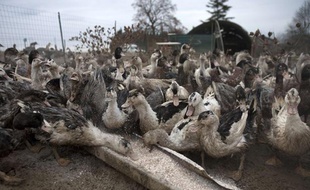 Un élevage de canards pour fabriquer du foie gras, dans le Gers.