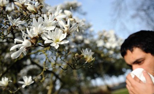 La rhinite allergique, ou rhume des foins, touche 30% des Français.