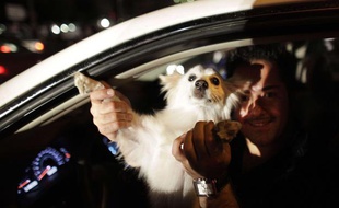 Un chien et son maître à Téhéran, peu avant les élections iraniennes en juin 2009.