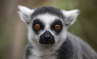 Le parc zoologique de Paris accueille le public pour des nocturnes estivales (photo d'illustration)