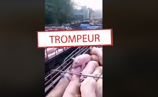 La vidéo virale montrant des porcs et des volatiles.