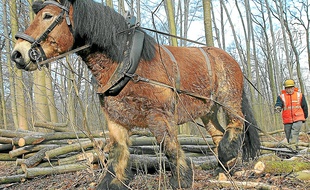 Le recours aux chevaux de trait permet de préserver la forêt des engins mécaniques.