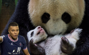 Parrain d'un bébé panda, si c'est pas la classe.