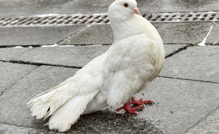 Le "pigeon espion" serait en réalité une colombe. (Photo d'illustration).