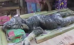 Une créature mi-buffle, mi-crocodile, découverte par des villageois en Thaïlande, en octobre 2015