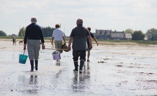 Des pêcheurs à pied dans la baie du Mont Saint-Michel.