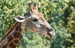 Finalement, il n’existe pas une seule espèce de girafe, mais quatre différe…