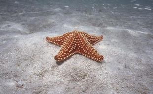 Une étoile de mer au fond de l'océan Pacifique