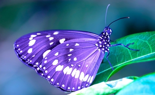 Les couleurs interviennent dans l’équilibre thermodynamique des papillons