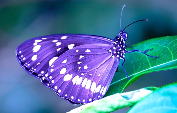 Comment les parures des papillons transmettent toutes sortes de ...