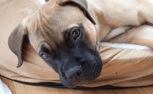 Illustration d'un mastiff dans son panier.