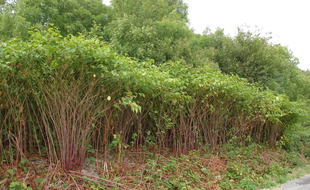 La renouée du Japon est une plante de plus en plus envahissante dans le Nord.