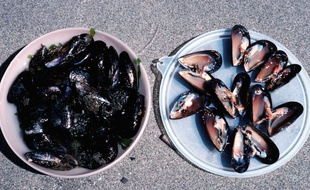 Les moules du Banc d'Arguin peuvent à nouveau être consommées.