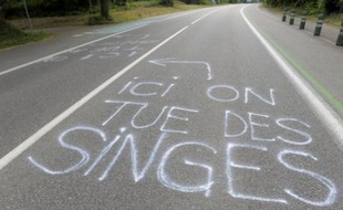 Ce graffiti désigne le centre de primatologie tout proche.