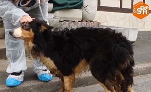 L'un des trois chiens secourus par la SPA en Seine-Maritime.