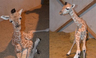Un girafon femelle, née le 1er février 2012 au zoo Bellewaerde Park, plâtrée après avoir été blessée par sa mère.