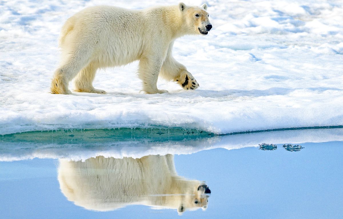 Réchauffement climatique : Les ours polaires de plus en plus nombreux et pas réellement en danger ? C'est faux