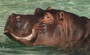 Illustration. Un hippopotame.