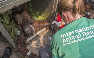 Une mère orang-outan récupérée en Indonésie dans un village après avoir fui les incendies de forêts, en novembre 2015.