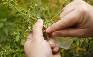 Les conditions météo favorisent la pollinisation (illustration).
