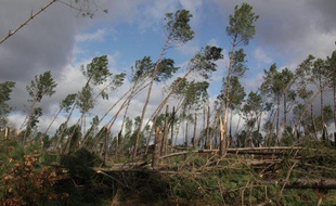 La forêt landaise après la tempête de janvier 2009.