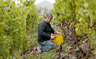 Haillicourt, le 21 octobre 2013. Premieres vendanges du raisin de la vigne plantee sur la face sud du terril.