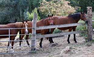 Un élevage de chevaux à Plailly, le 7 septembre 2020.